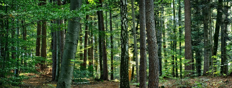 Plan für Goldkuhle-Areal in Hösel