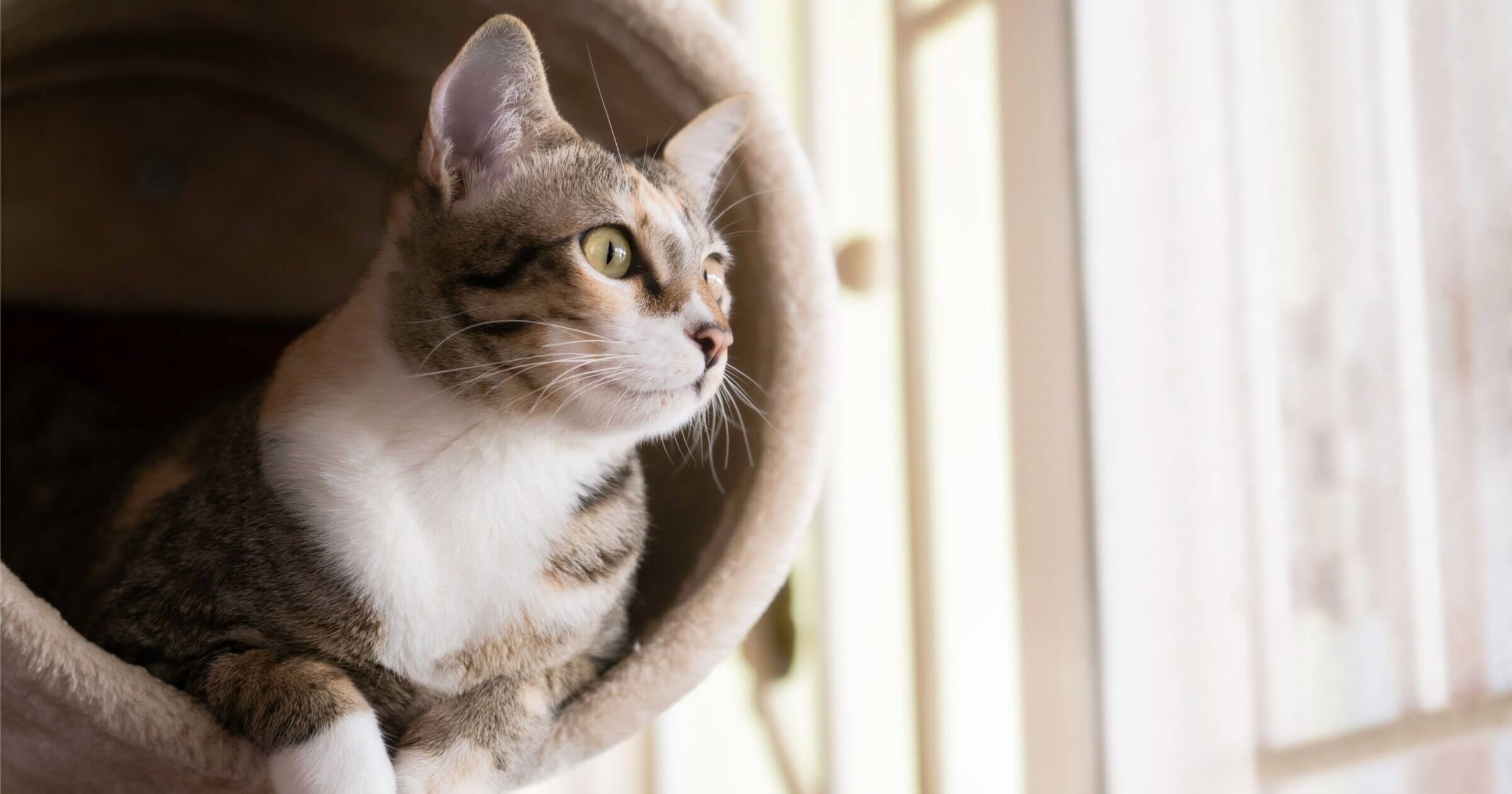 Die katzengerechte Neubau-Wohnung