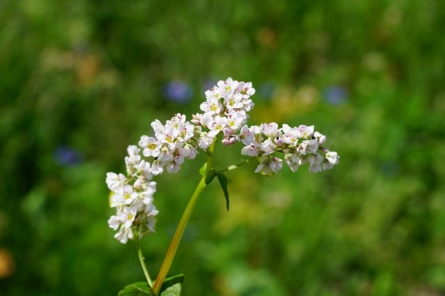 Buchweizen kennen die meisten nur als Nahrungsmittel. Er bezaubert mit vielen kleinen Blüten und ist eine Weide für Hummeln, Bienen und andere Insekten. Bild von Hans Braxmeier auf Pixabay