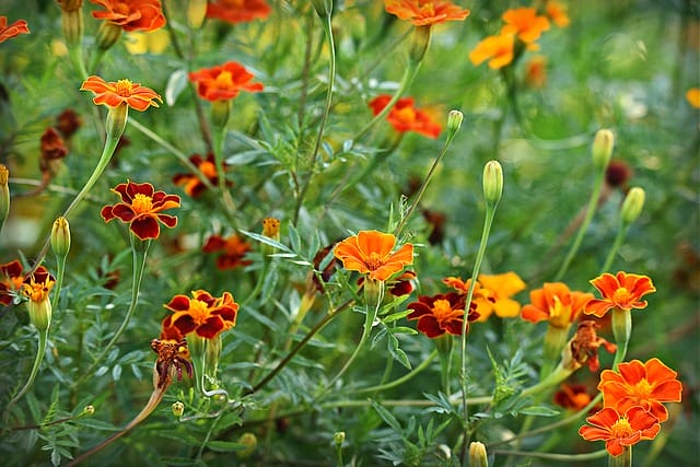 Tagetes in ihrer kleinblütigen Form. Auch ein Blickfang, finden Sie nicht? Bild rechts von Mabel Amber auf Pixabay