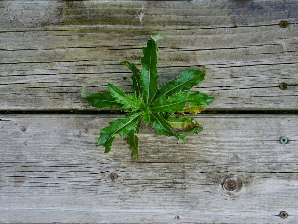 Unkraut auf Holzboden.