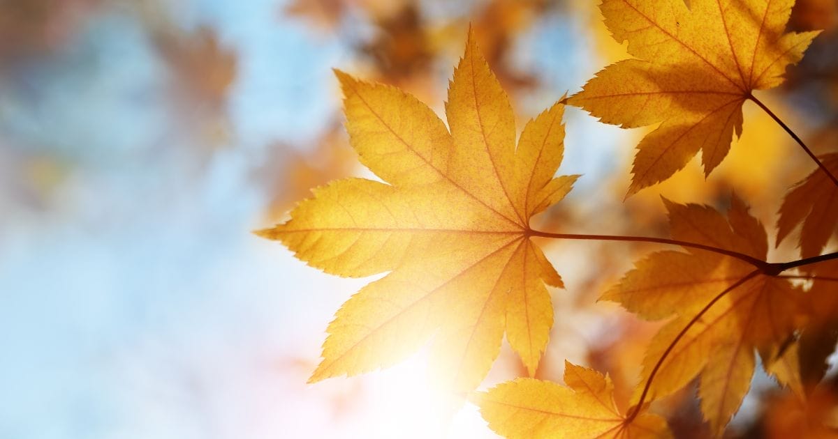 Neubau-Förderprogramme im Herbst 2023