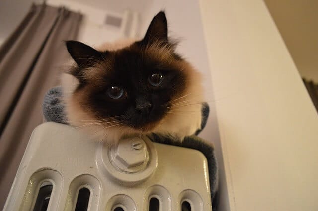Katze auf der Heizung
