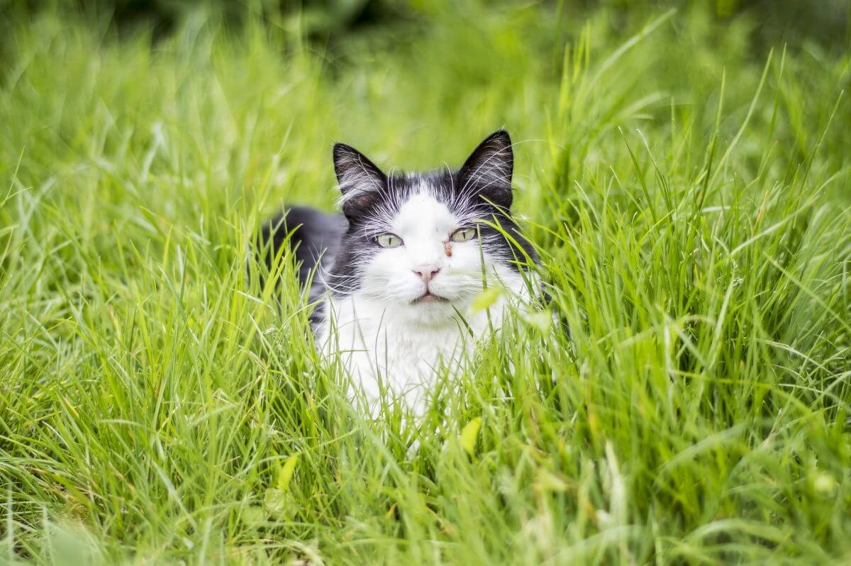 Eine schwarz-weiße Katze liegt im Gras mit dem Blick nach vorne gerichtet.