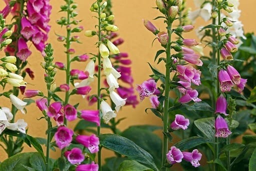 Man sieht vor einer gelborangen Hauswand mehrere Fingerhut-Pflanzen stehen. Die Blätter sind dunkelgrün, die Blüten wechseln von Weiß über Pink zu Purpur. Einige der glockenartigen Blüten sind weit geöffnet, andere sind noch nicht aufgeblüht.