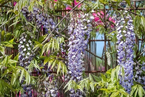 Ein Rankspalier aus Metall, an dem eine üppig blühende Wisteria rankt. Die großen Dolden bestehen aus unzähligen Einzelblüten, die in verschiedenen Blau- und Violetttönen changieren.