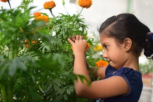 Ein kleines Mädchen mit blauem Shirt und dunkler Zopffrisur schaut sich die XXL-Version einer orange blühenden Tagetes genau an. Eine hervorragende grüne Mitbewohnerin im familienfreundlichen Garten.