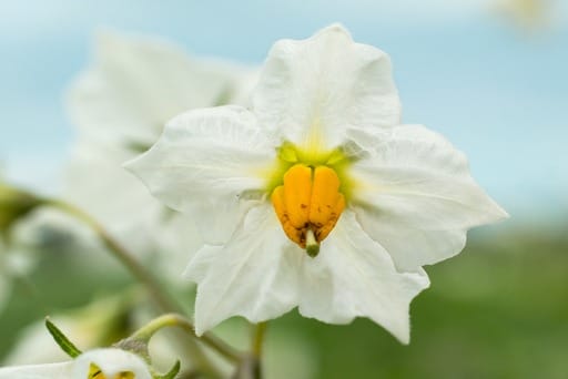 Eine der Blüten der Kartoffelpflanze in Nahaufnahme. Fünf weiße Kronblätter ordnen sich sternförmig um das auffällige, gelb-grüne Staubblatt an.