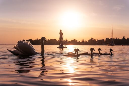 Sonnenuntergang auf dem Bodensee. Ein Stand-up Paddler zieht dem Feierabend entgegen. Eine Schwanfamilie kreuzt seinen Weg.