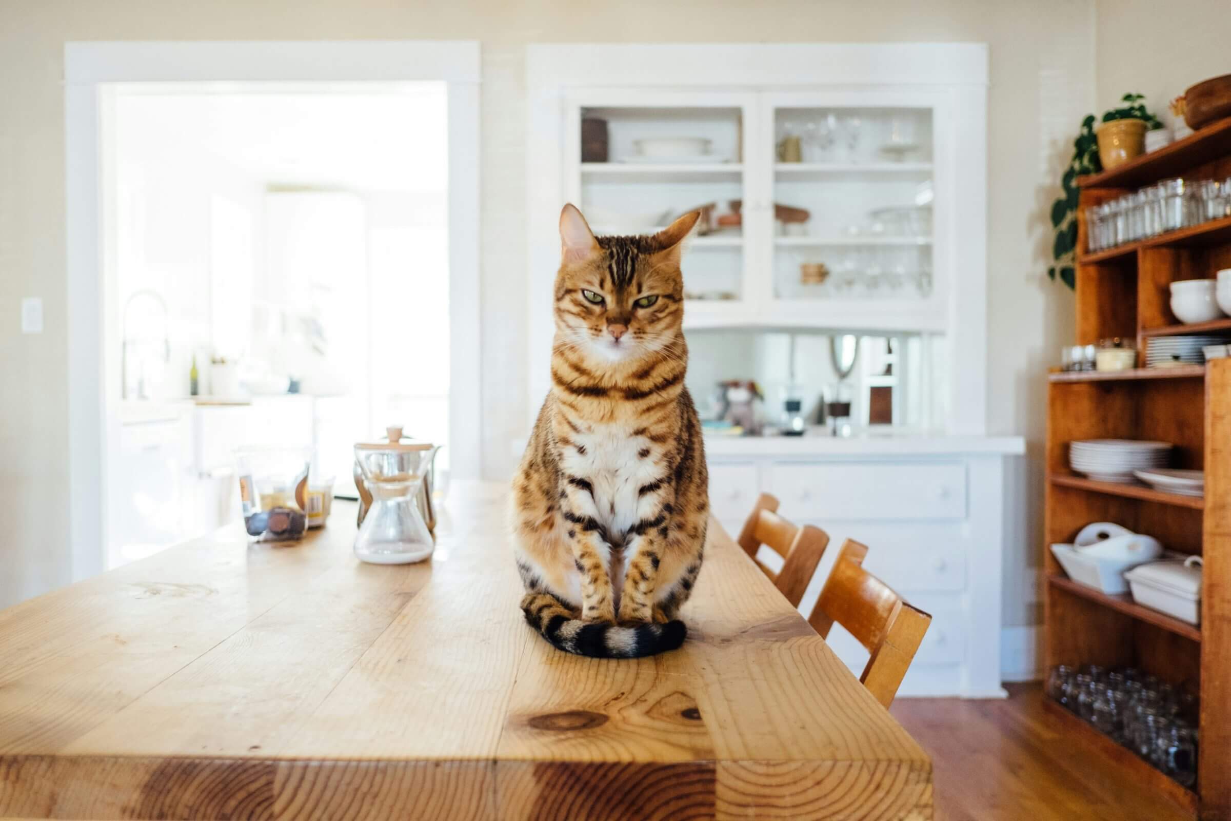 Katze sitzt auf Esstisch.