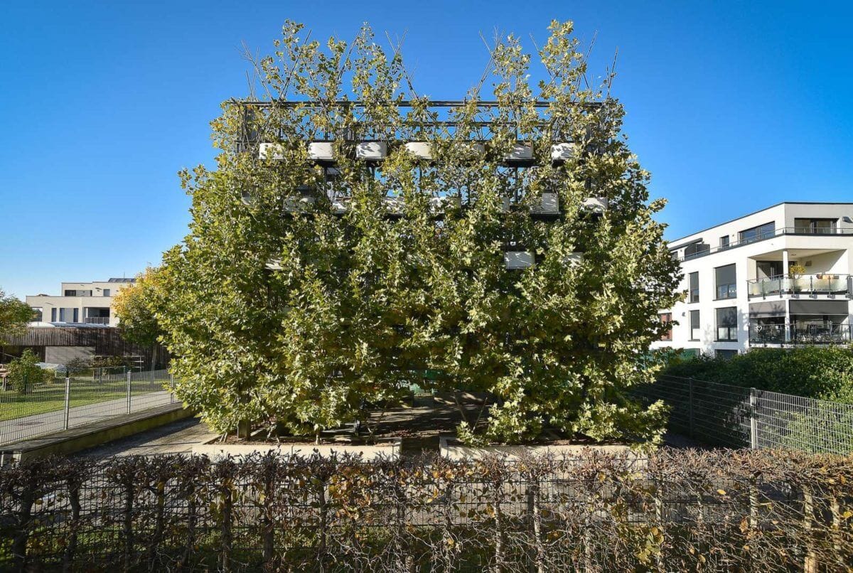 Platanenkubus in Nagold