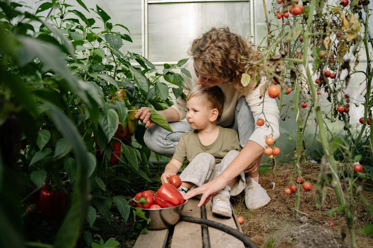 Frau und Kind ernten gemeinsam Paprika und Tomaten in einem Gewächshaus.