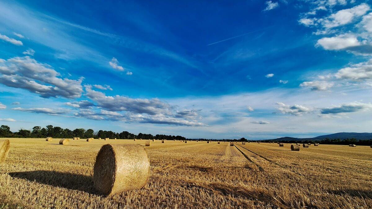 Strohballen liegen auf einem abgeernteten Feld unter blauem Himmel mit Wolken.