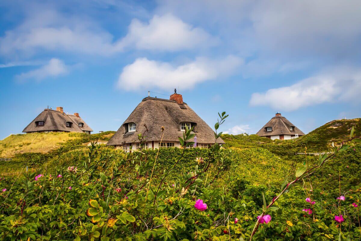 Reetdachhäuser auf der nordfriesischen Insel Sylt. Im Vordergrunde Sylter Heckenrosen. 