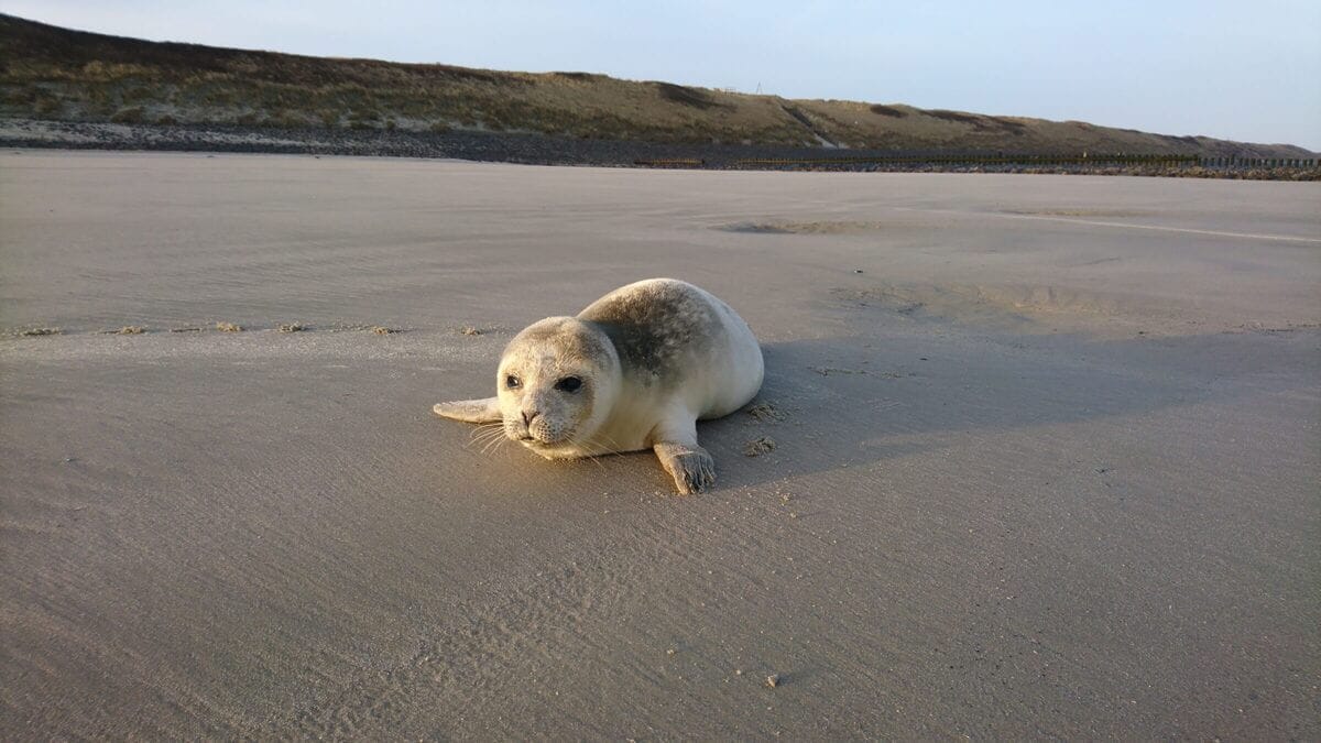 Seehund am Nordseestrand